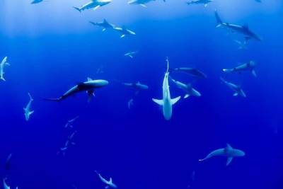 Ученые: Загадочное событие 19 миллионов лет назад уничтожило 90% акул - mur.tv
