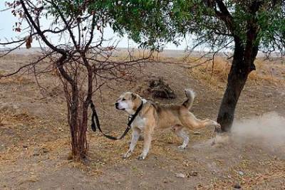 Описана индустрия гладиаторских боев между собаками и людьми в России - mur.tv - Россия