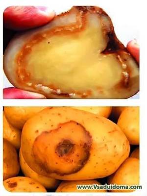Кольцевая гниль картофеля (фото) симптомы и как лечить - sadogorod.club