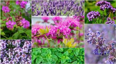 12 лучших растений для ароматного целебного цветника - sadogorod.club
