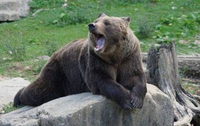 Укрзализныця передаст двух медведей в зоопарк Нидерландов - mur.tv - Голландия - Запорожская обл.
