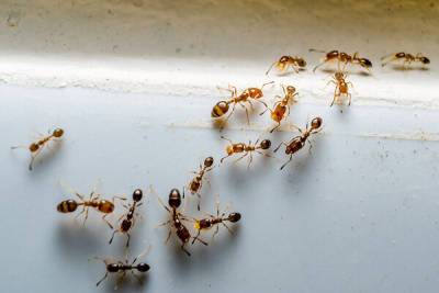 Как избавиться от муравьев в доме: топ эффективных способов - 7days.ru