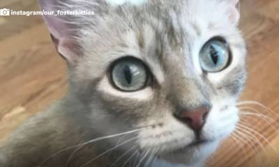 Добрая кошка Мисти: приёмный сынок это огромное счастье! - mur.tv