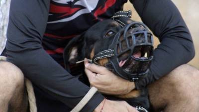 Собака спасла москвичку от изнасилования бомжом - mur.tv