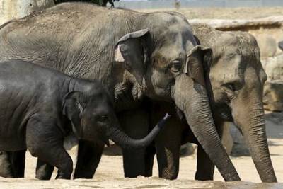В Индии назвали причину массовой гибели слонов в заповедном лесу - mur.tv - Индия