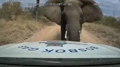 Рассерженный слон протаранил легковой автомобиль. Видео - mur.tv - Юар