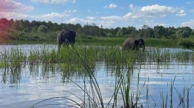 На воронежской Усманке заметили слонов: появилось видео - mur.tv - Воронеж