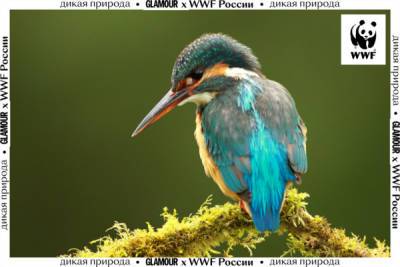 Орнитолог Елена Шнайдер: «Мир птиц — это мир диноза... - glamour.ru - Россия