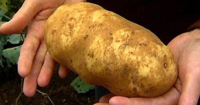 Чем подкормить картофель, чтобы клубни выросли «с кулак» - lifehelper.one