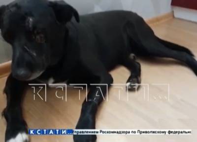 Спасенную от киллера собаку в Нижнем Новгороде избили новые хозяева - mur.tv - Нижний Новгород