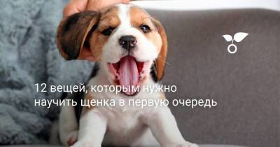12 вещей, которым нужно научить щенка в первую очередь - sadogorod.club