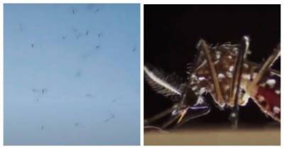 Юг России подвергся нападению азиатских тигровых комаров - porosenka.net - Россия - Италия - Франция - Греция - Бельгия - Германия - Швейцария - Голландия - Испания