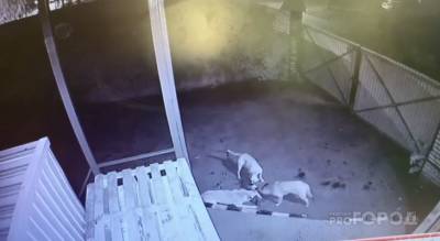 В Новочебоксарске три собаки проникли на территорию магазина и разорвали на части кошку - mur.tv - Новочебоксарск