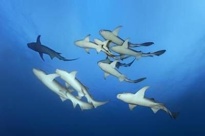 Установлен факт массового вымирания акул 19 миллионов лет назад - mur.tv