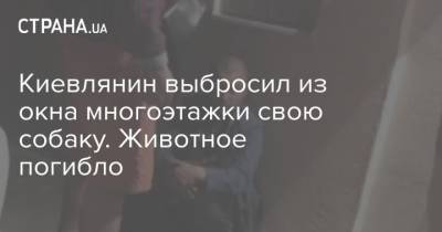 Киевлянин выбросил из окна многоэтажки свою собаку. Животное погибло - mur.tv - Одесса - Киев
