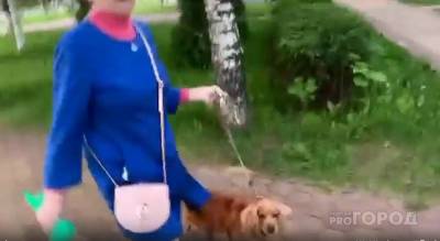В Чебоксарах собака на глазах хозяйки покусала 9-летнего мальчика: “Пусть не бегает” - mur.tv - Чебоксары