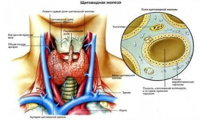 ​Каша для щитовидной железы - polsov.com