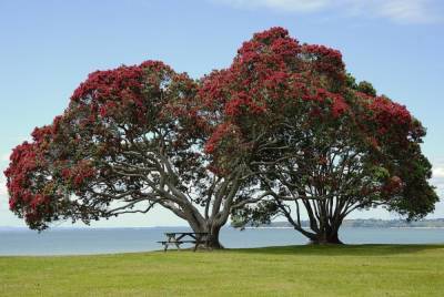 Похутукава — легендарное дерево маори. Как вырастить его в квартире? - shkolazhizni.ru - Англия - Новая Зеландия