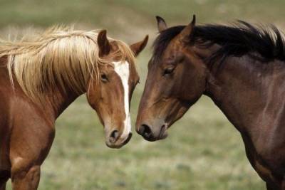 Двое забайкальцев признались в краже двух лошадей, одну из которых сразу забили на мясо - mur.tv