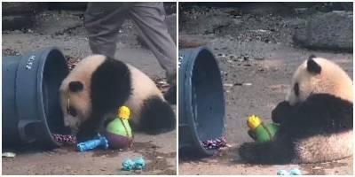 Смотрители зоопарка отвлекают панду игрушками во время уборки - mur.tv - Китай