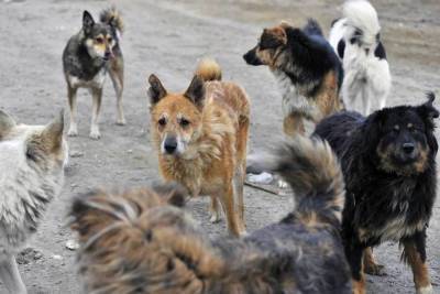 В Ивановской области прокуроры озаботились бездомными собаками, искусавшими детей - mur.tv - Ивановская обл.