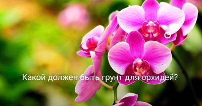 Какой должен быть грунт для орхидей? - sadogorod.club