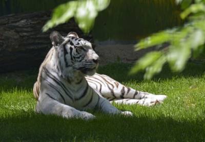 Белая тигрица появилась в нижегородском зоопарке Лимпопо - mur.tv