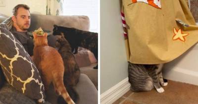15 типичных кошачьих привычек, которые знакомы каждому и побуждают любить котиков ещё больше - mur.tv