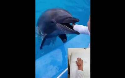 В Одессе дельфин укусил мальчика - mur.tv - Одесса