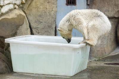 Активные граждане выбрали имя для белой медведицы в Московском зоопарке - mur.tv - Краснодарский край