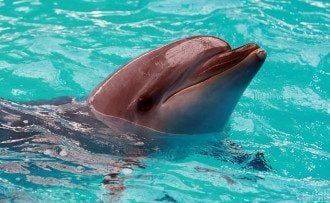 В одесском дельфинарии один из дельфинов сильно укусил мальчика за руку: видео инцидента - mur.tv - Одесса