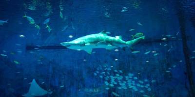 Аквариум приглашает переночевать с акулами на матрасе из пластиковых бутылок - mur.tv - Сша