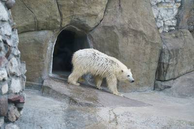 Белая медведица в Московском зоопарке обрела имя - mur.tv - Москва