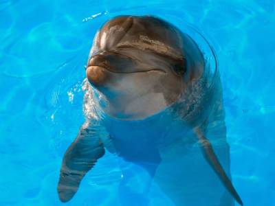 В одесском дельфинарии дельфин укусил ребенка - mur.tv
