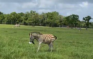 Видеохит: Зебра похитила ведро с угощениями у посетителей зоопарка - mur.tv