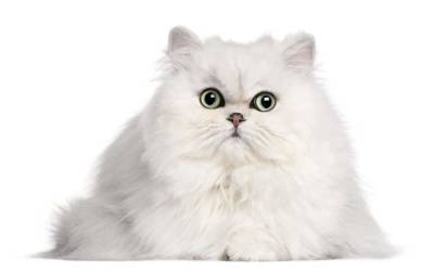 Порода кошек с большими глазами - mur.tv