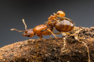 Муравейник упадка: Деградировавшие муравьи паразитируют на здоровом рое и разрушают его. Это очень похоже на поведение людей - porosenka.net