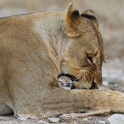 В зоопарке в Индии львица по кличке Нила стала жертвой коронавируса - mur.tv - Индия - Хайдарабад
