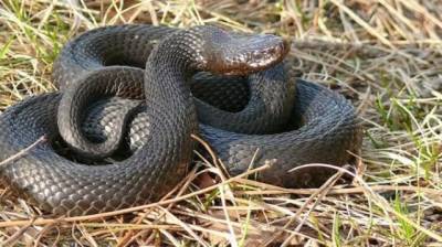 В Африке удалось спасти водителя после укуса ядовитой змеи - mur.tv - Кения
