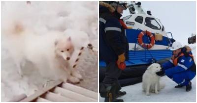 Экипаж ледокола услышал одинокий лай собаки посреди замерзшего залива - mur.tv