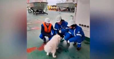 Экипаж российского ледокола спас потерявшуюся во льдах Арктики собаку - mur.tv - Россия