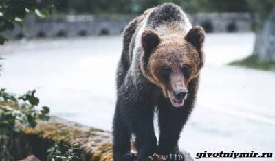 Две истории о том, как отважной девушке и собакам удалось прогнать медведей - mur.tv - штат Калифорния