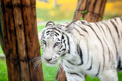 В зоопарке Лимпопо поселилась белая тигрица - mur.tv