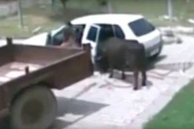 Видео: похититель сумел втиснуть корову в салон малолитражки - mur.tv - Индия
