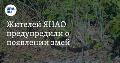 Жителей ЯНАО предупредили о появлении змей. Видео - mur.tv - Ноябрьск - округ Янао