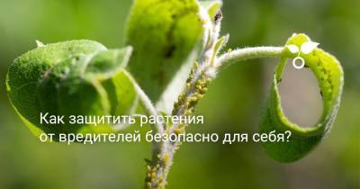 Как защитить растения от вредителей безопасно для себя? - sadogorod.club