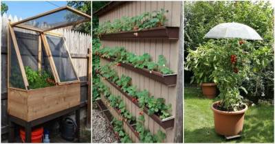 Творческие способы выращивания овощей и фруктов в саду: 25 супер-вдохновляющих идей - lifehelper.one