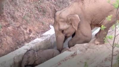 Новости на “России 24”. В Китае слоны сбежали от хорошей жизни - mur.tv - Китай - Россия