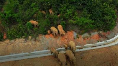 В Китае слоны сбежали от хорошей жизни - mur.tv - Китай