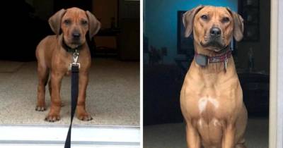 18 фотографий до и после того, как собаки из очаровательных карапузов превратились в мощных взрослых - mur.tv